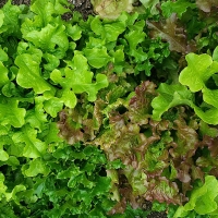 Forest Canopy