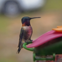 Through the Kitchen Window