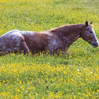 Buttercup Bed