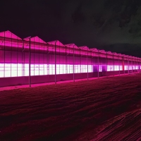 Purple Greenhouse