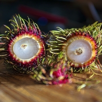 Fay's Fun Fuzzy Fruit