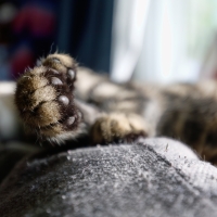 Cat Napping