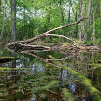 Vernal Pond