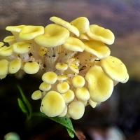 Fungi Bouquet