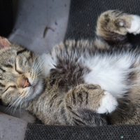 Cat Napping