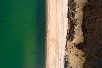 Beachy Seaweed