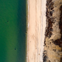 Beachy Seaweed