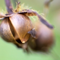 Old Glories