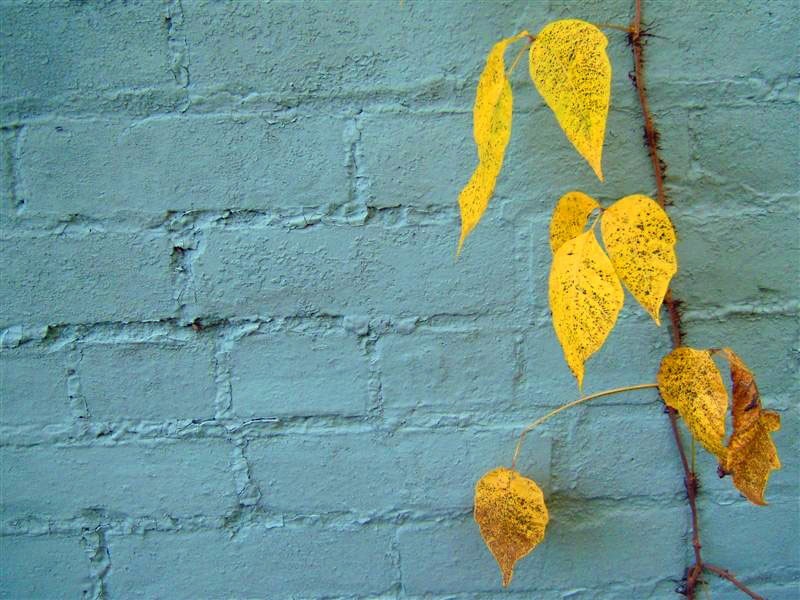 Wall