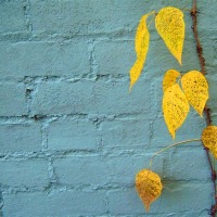 Wall