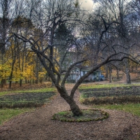 Garden Tree