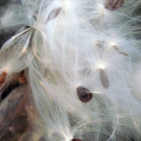 Fluffy