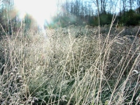 Frosty Morn