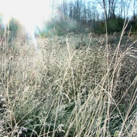 Frosty Morn