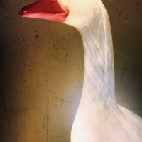 Goose II The Flock Gathers