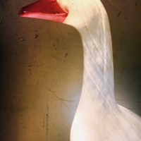 Goose II The Flock Gathers