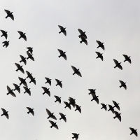 Sturnus Vulgaris