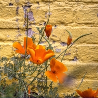 Fall Flowers