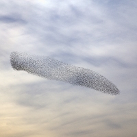 Murmuration