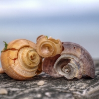 Seashore Shell Sale