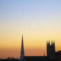 The Crows of Troy