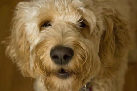 Ellie Dog