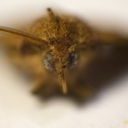 Moth Month
