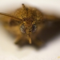 Moth Month