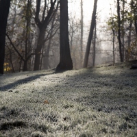 Frosty Morn
