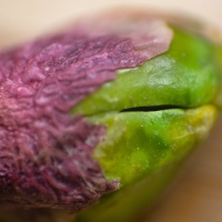 Pink Green Pod