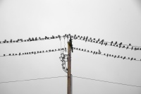 The Birds Are Doing That
