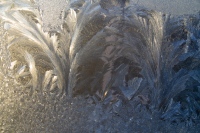 Frosty Fronds