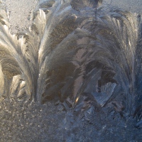 Frosty Fronds
