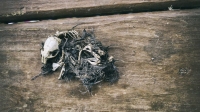 Them Bones