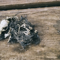 Them Bones