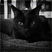 B&W Black Cat