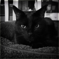 B&W Black Cat