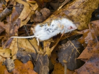 Litter Critter