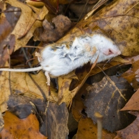 Litter Critter