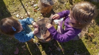 Taking Tea in Pogles' Wood