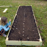 Putting the Garlic to Bed