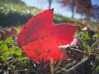 Red & Green