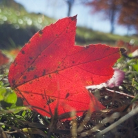 Red & Green