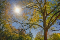 Once Upon a Moonlit Night