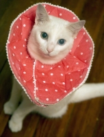 Fashion Cat