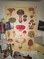 Fungi Champignons