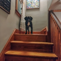 Good Boy