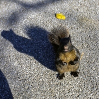 On the Scrounge