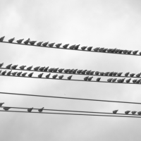 Birds Watching