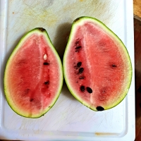 The Watermelon Crop